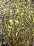 Organic Blue Vervain- Premium