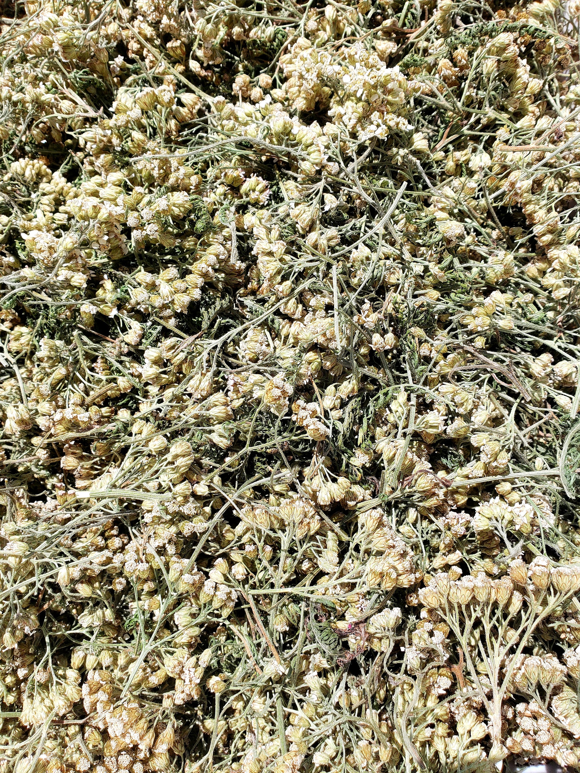 Organic Yarrow- Premium