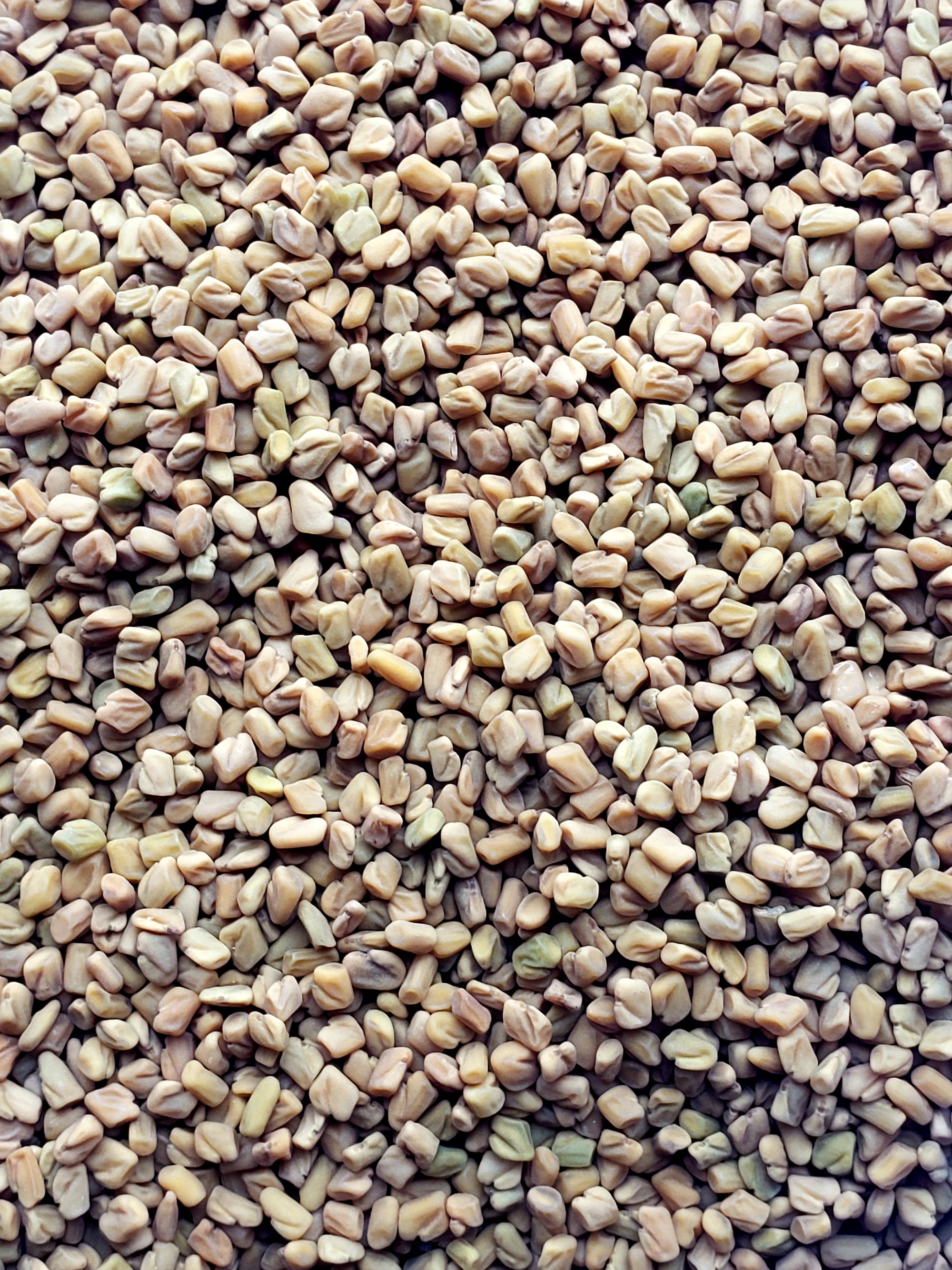 Organic Fenugreek Seeds