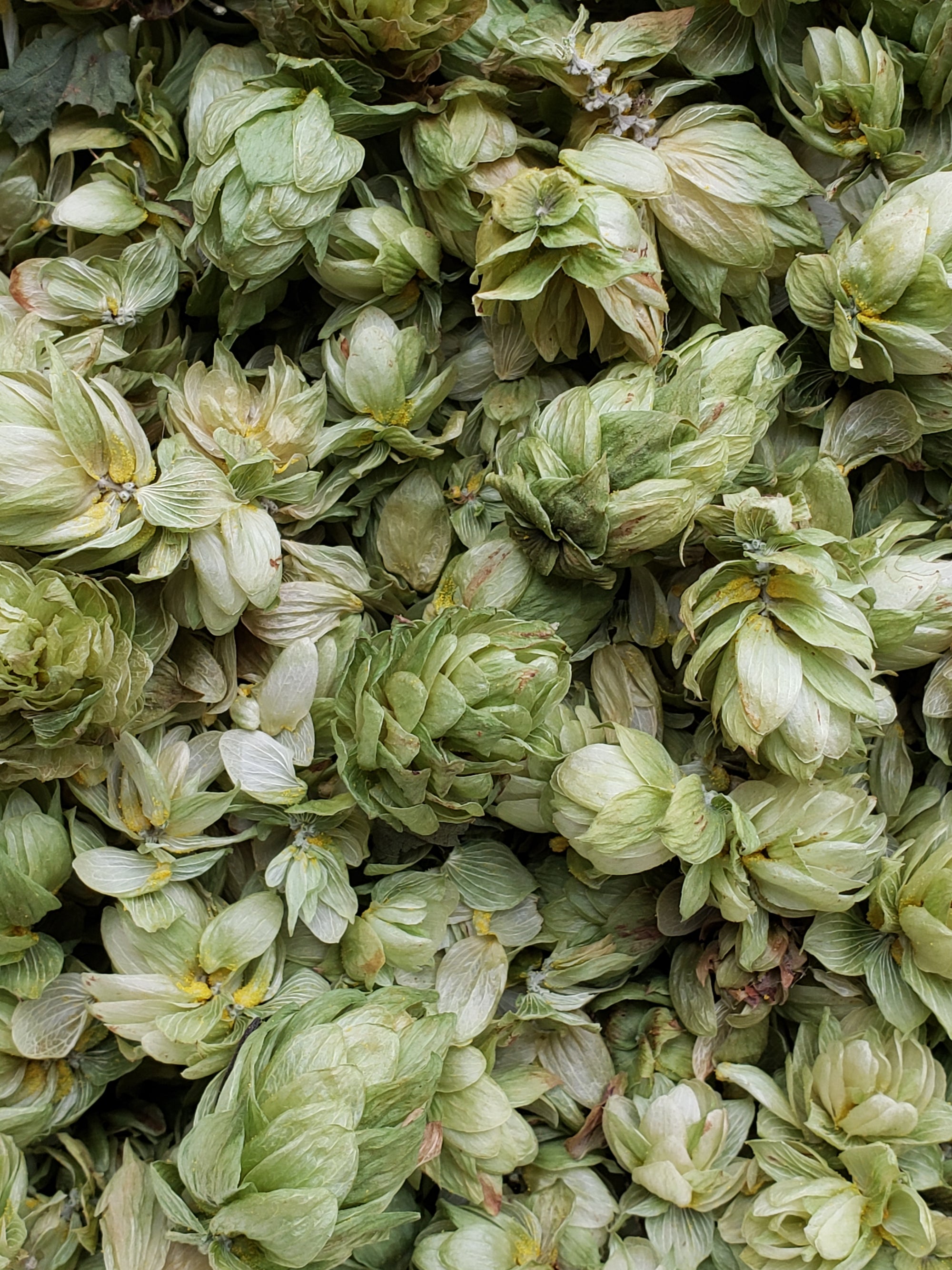 Organic Hops- Premium