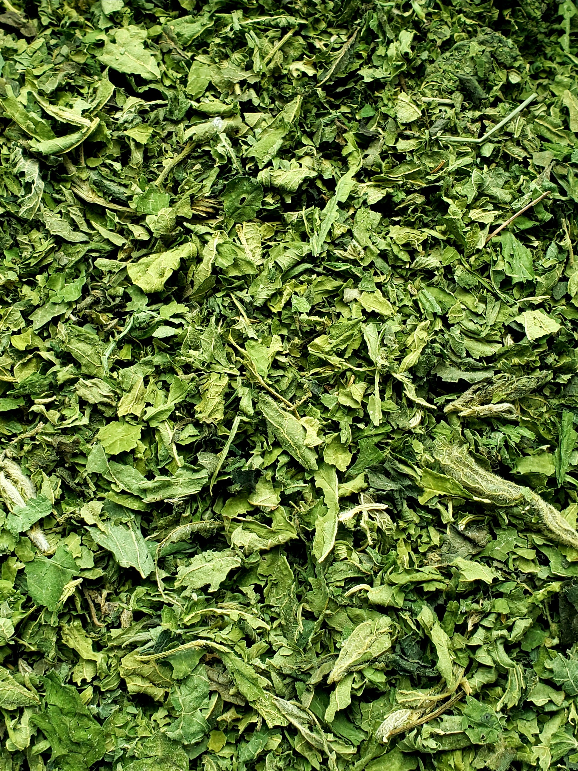 Organic Nettle- Premium