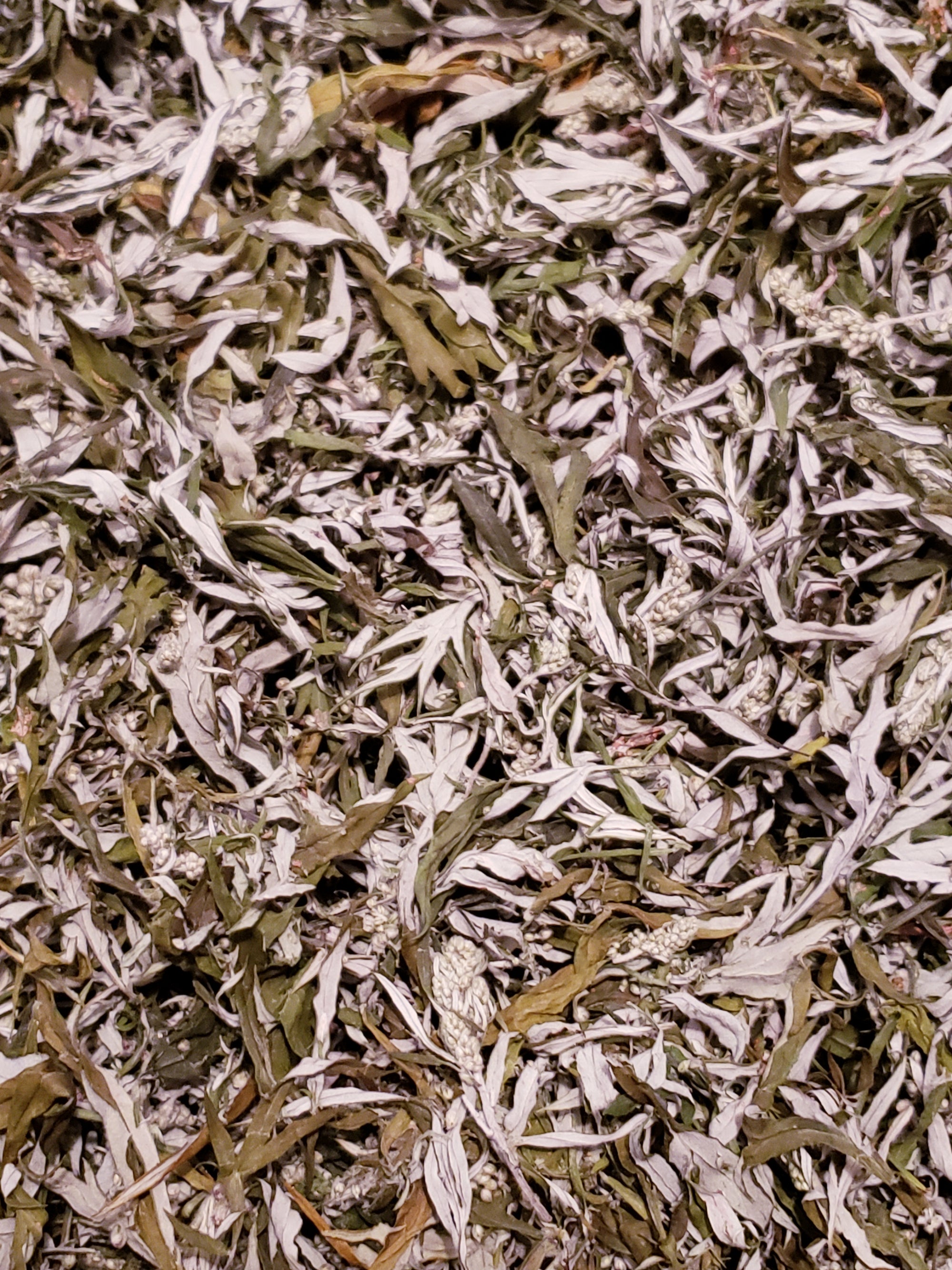 Organic Mugwort- Premium