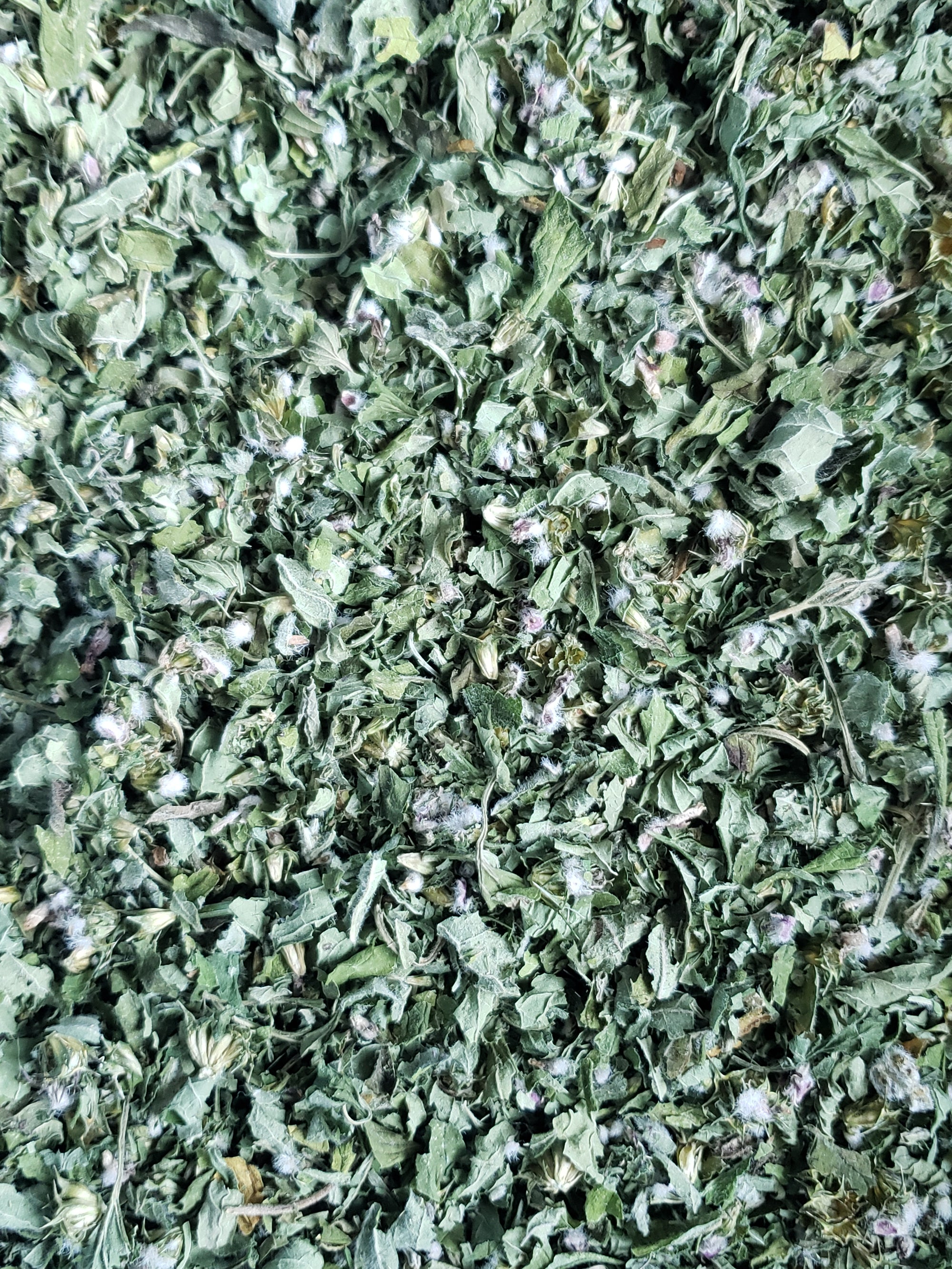 Organic Motherwort- Premium