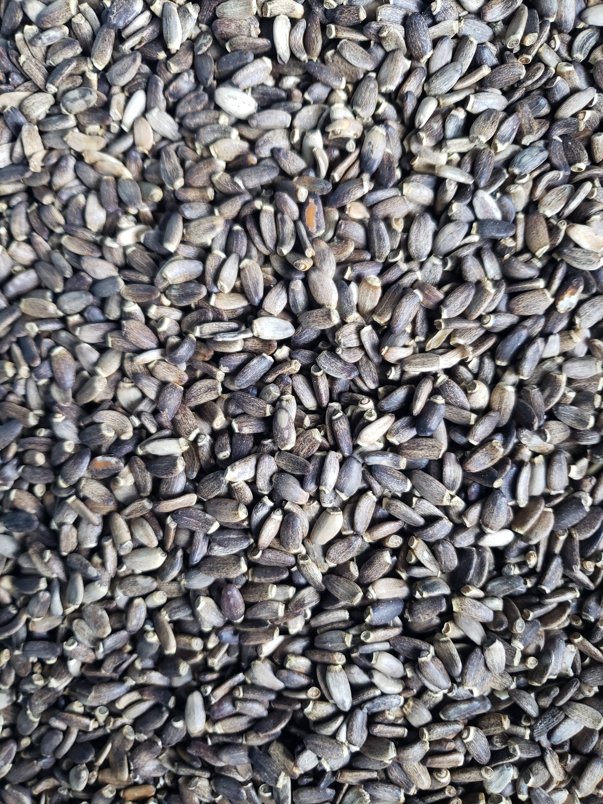 Organic Milk Thistle Seed
