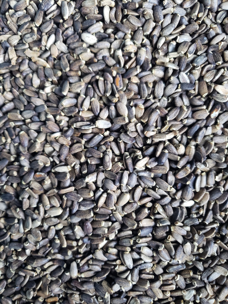 Organic Milk Thistle Seed